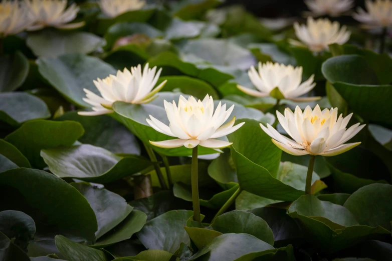 there is water lilies in the pond, all white