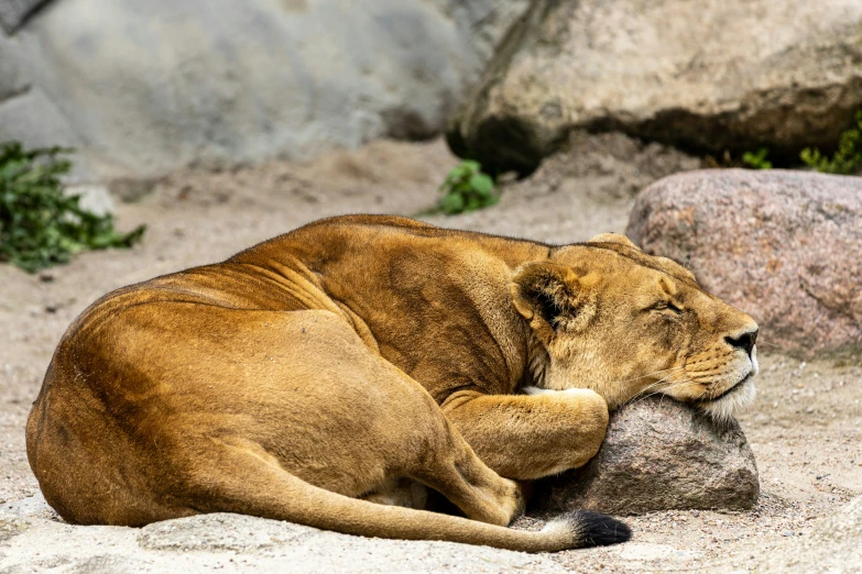 there is a small lion laying on the sand