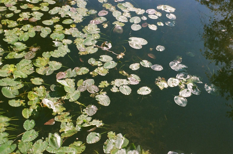 an image of the surface of water with lily pads