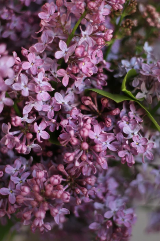 a large bouquet of pretty purple flowers are shown