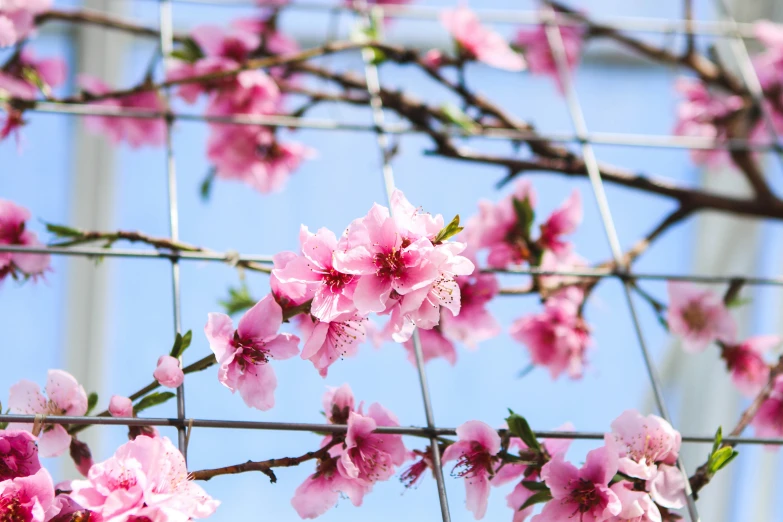 an outdoor display with pink flowers and wire fence