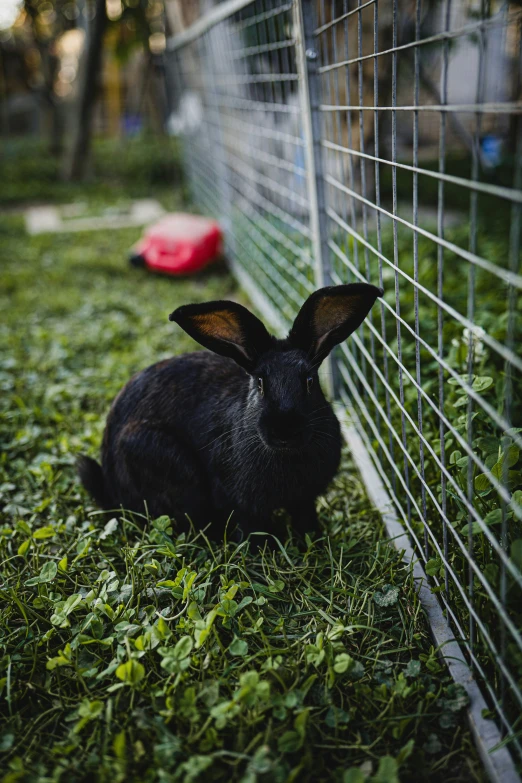 a rabbit is laying in the grass inside a cage