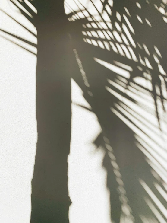 shadow of a palm tree on the pavement