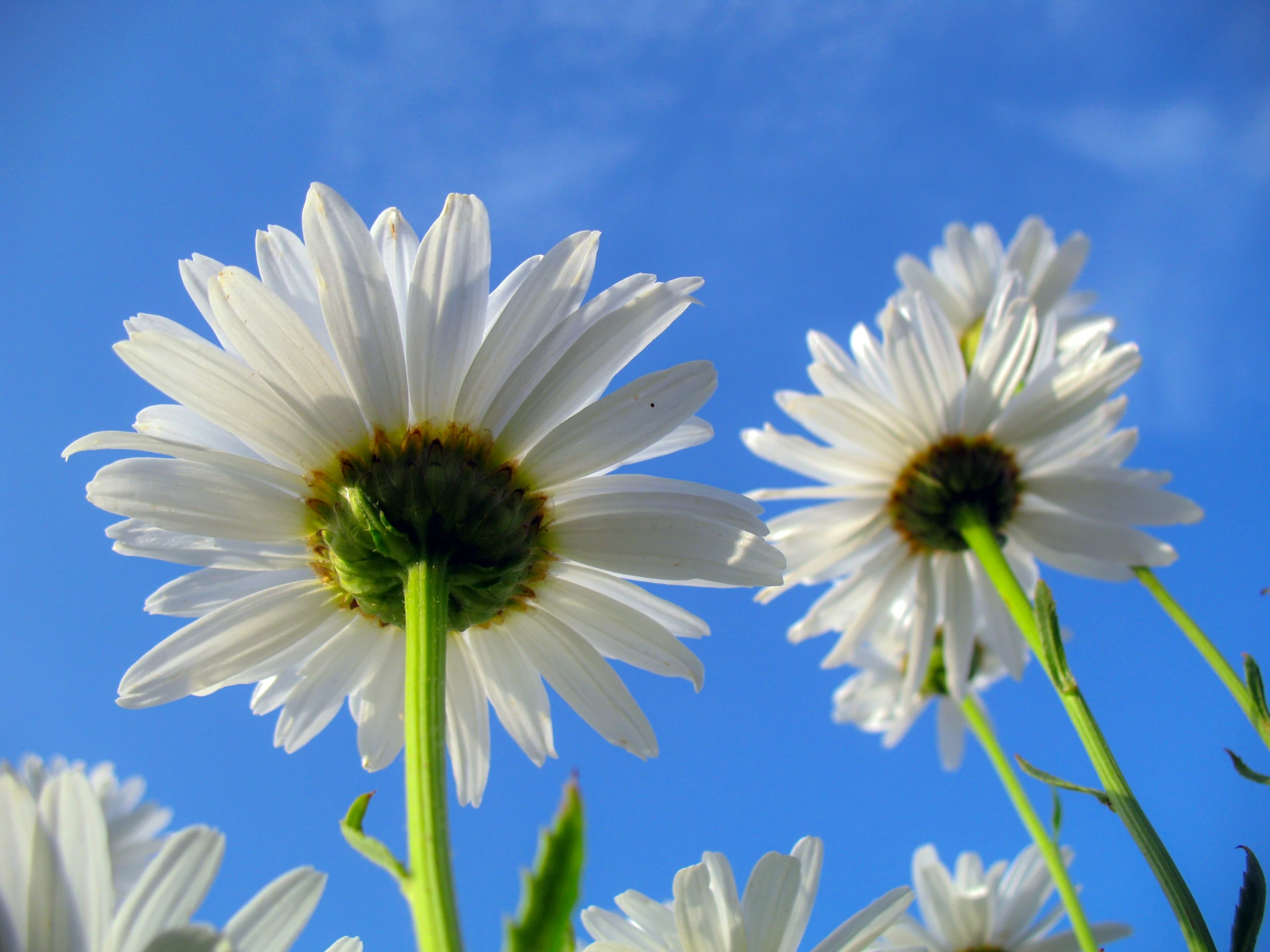 some daisies are in the foreground against a blue sky