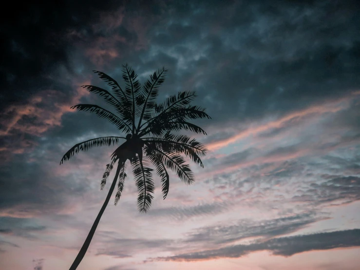 palm tree against a cloudy sky in tropical