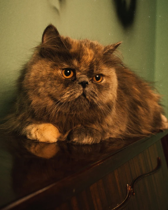 a cat is laying down on the top of a desk