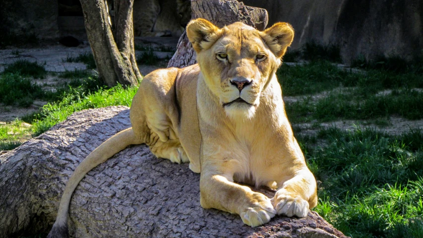 the lion is sitting down on the fallen tree