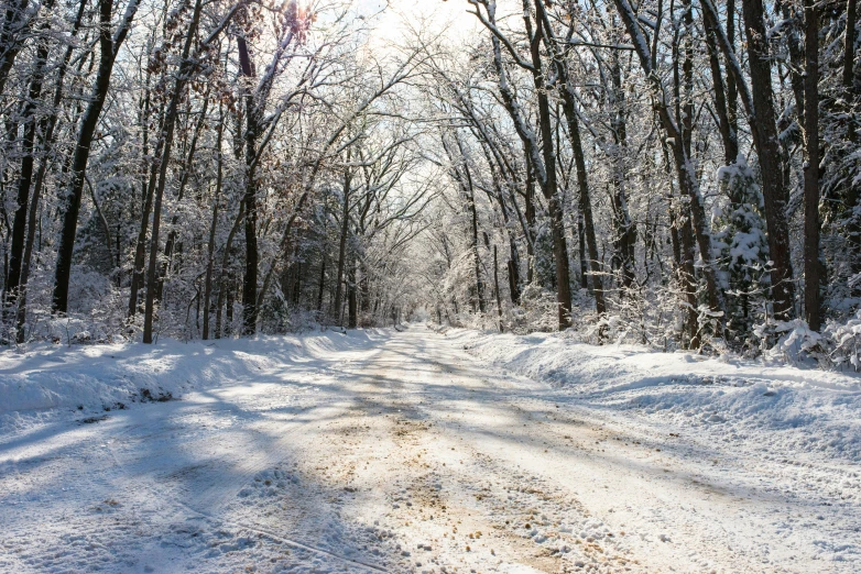 snow covered trees and a road in the background