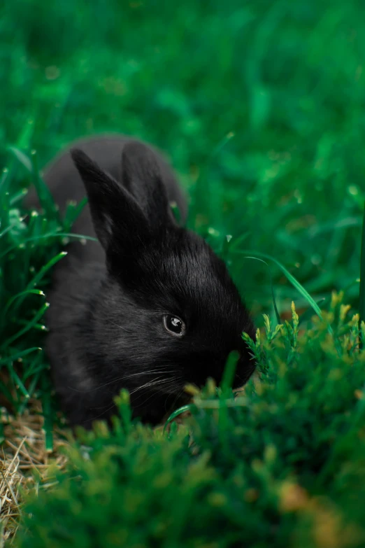 a small rabbit laying on top of some green grass