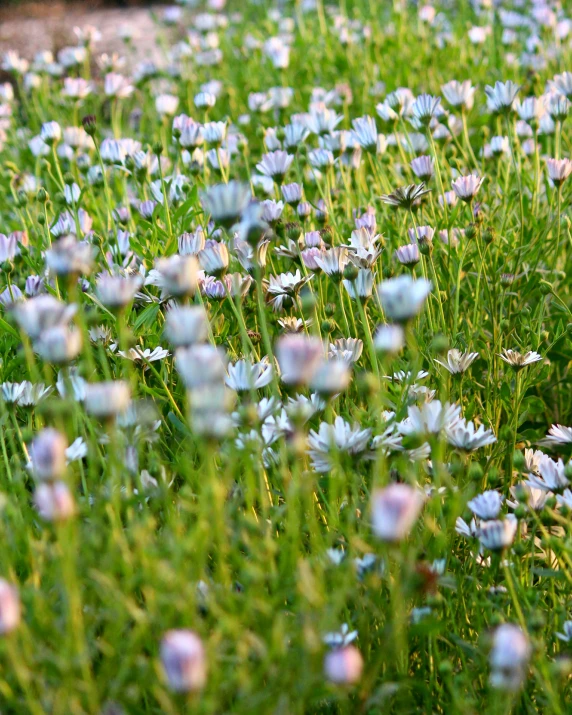 blue and white flowers growing in the grass