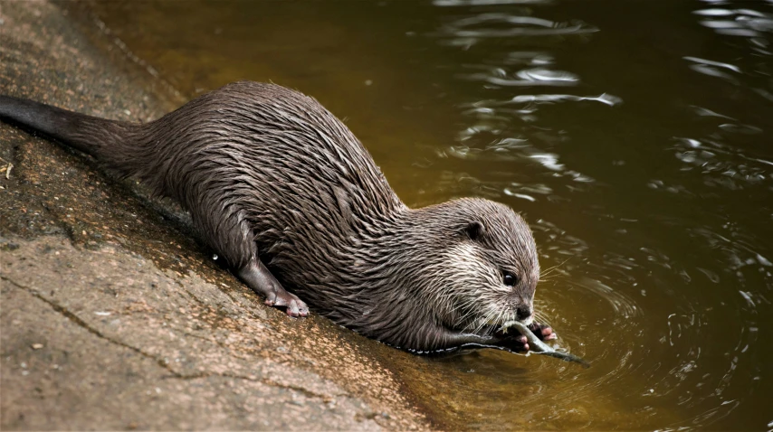 a small animal in water near rocks