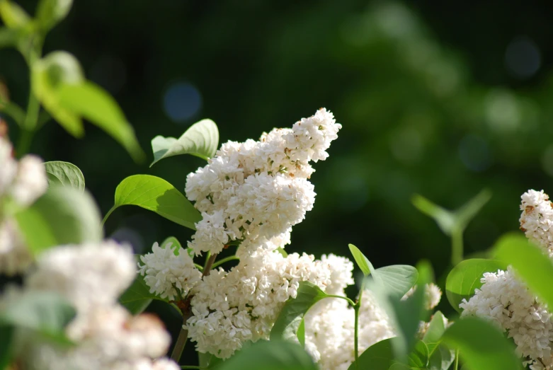 a small flowery plant with several leaves