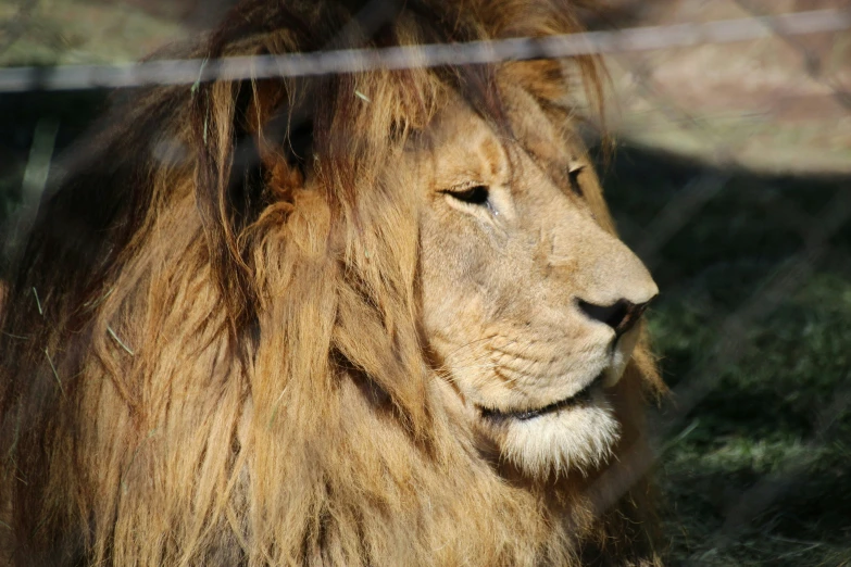 a big lion looking in the opposite direction