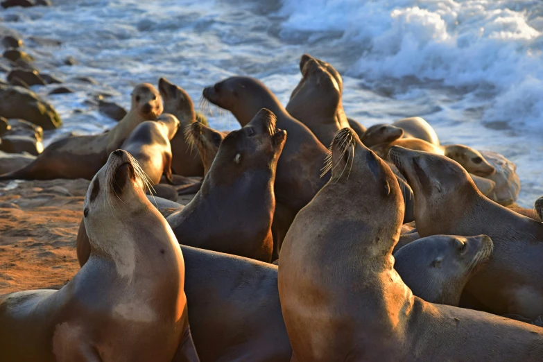 a flock of sea lions are resting on the beach