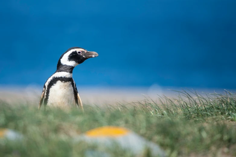 a bird is standing by itself in some grass