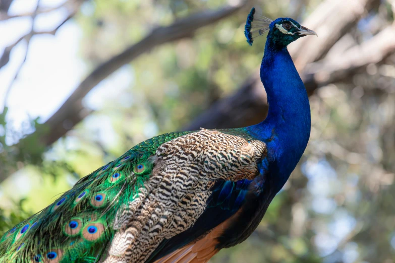 a peacock standing in a tree next to a forest
