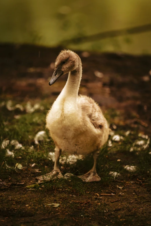a little duck standing on grass by itself