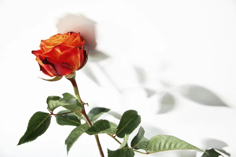 an orange rose is pographed against a light - filled background
