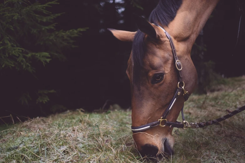 a horse is grazing in the grass next to some trees