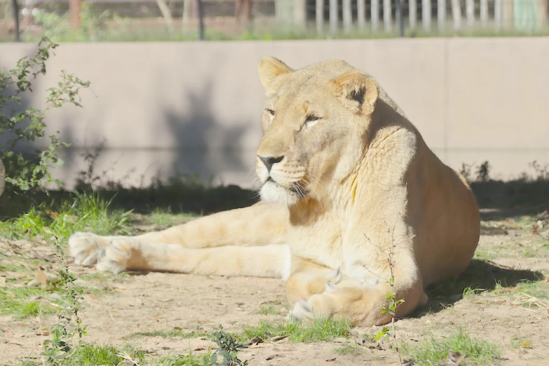 a young lion is laying down on the grass