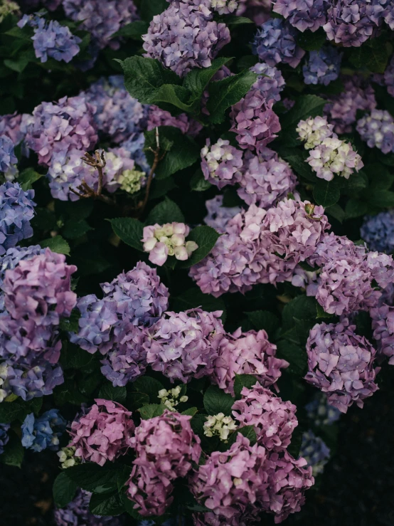 pink and purple flowers growing close together in the garden