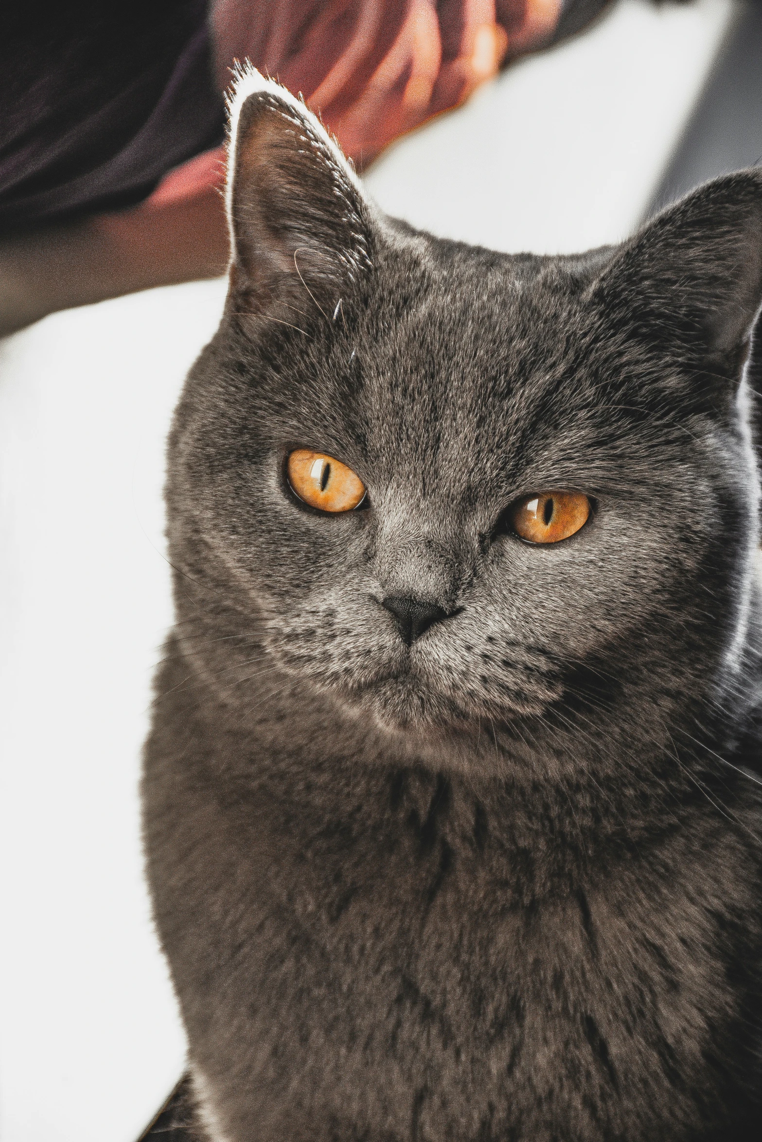 a gray cat sitting on the ground and staring into the camera