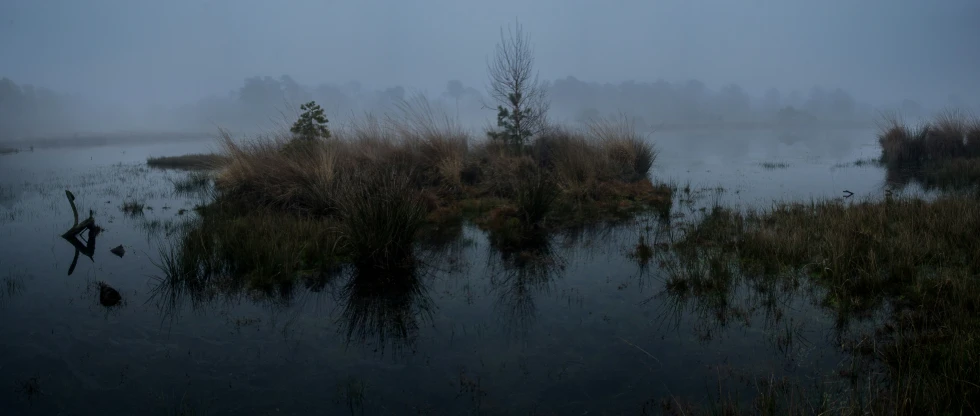 some plants are growing in the shallow water