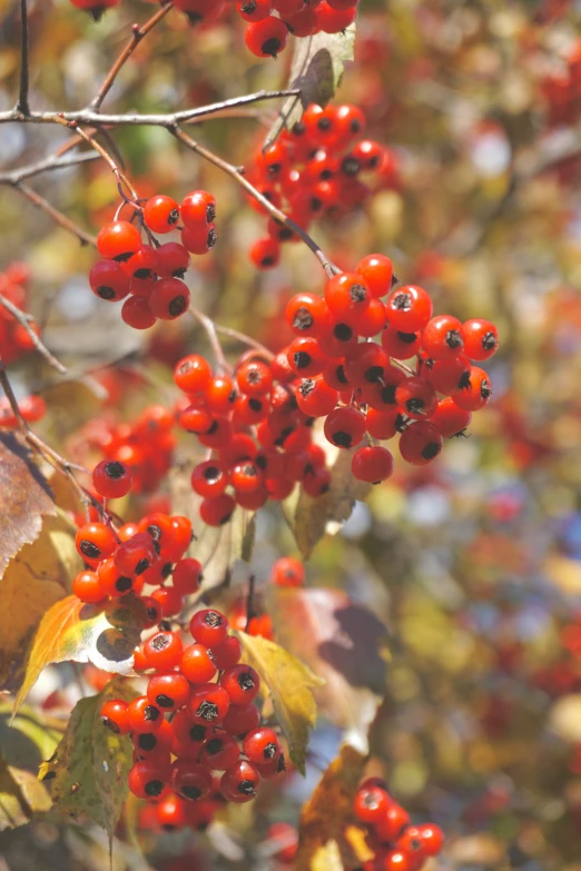 a close up view of many small berries growing on the nches