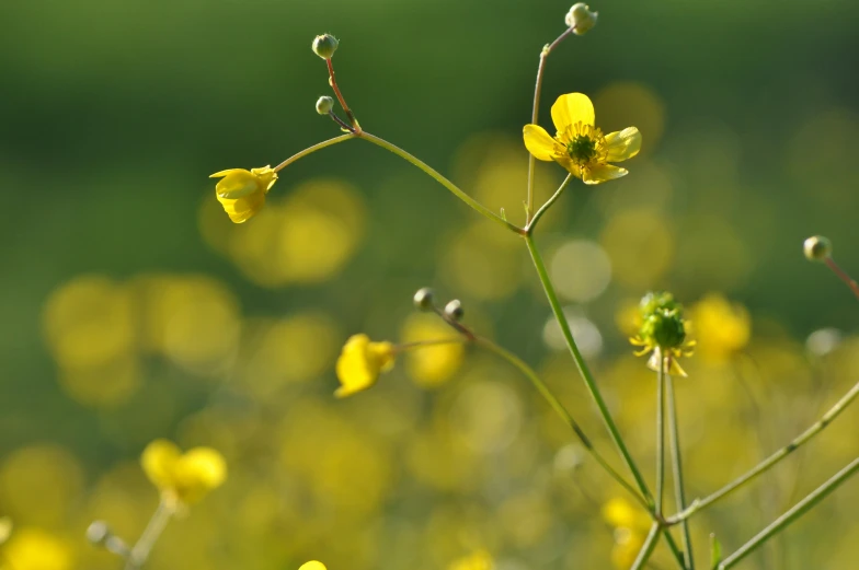 close up of yellow flower with blurry background