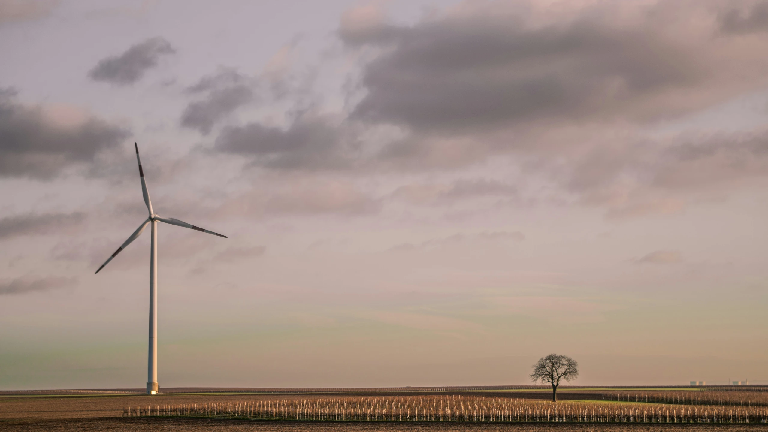 a wind turbine that is on top of a tree