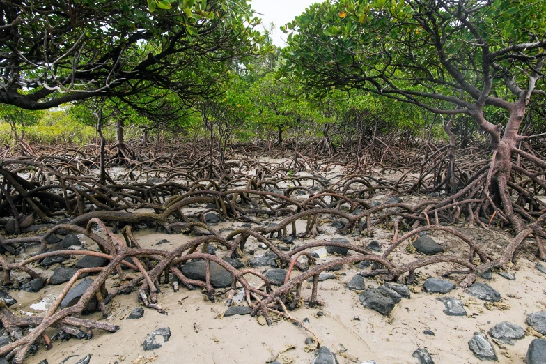 a group of trees is growing in the sand