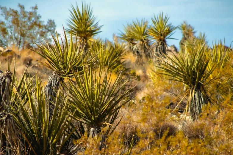 a large group of trees in the desert