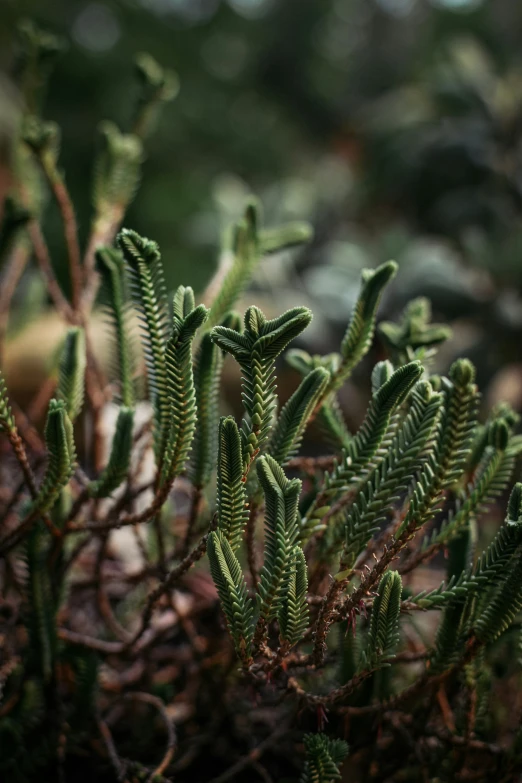 close up of a small plant with leaves