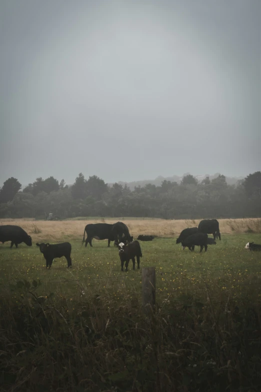 a herd of cows grazing in a field