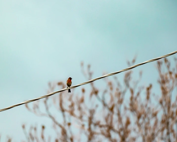 a small bird standing on top of a wire next to a tree