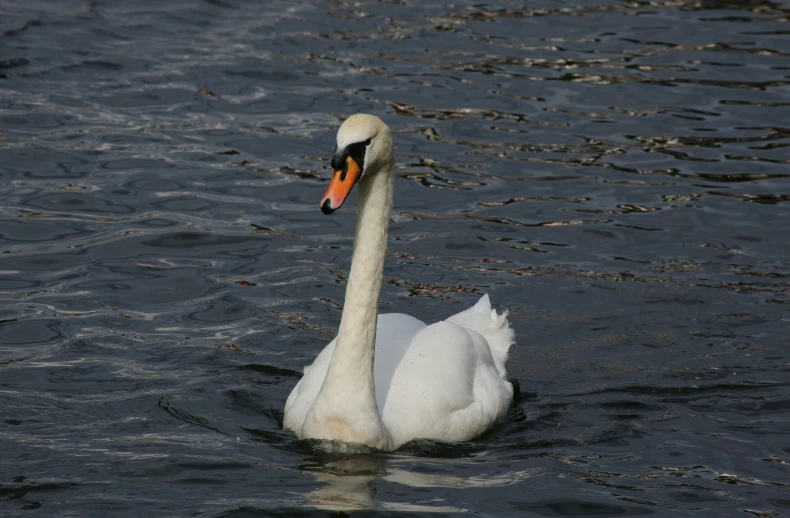 there is a swan that is swimming in the water