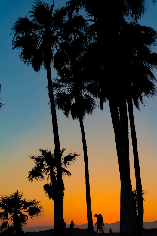 a man riding his skateboard under palm trees at sunset