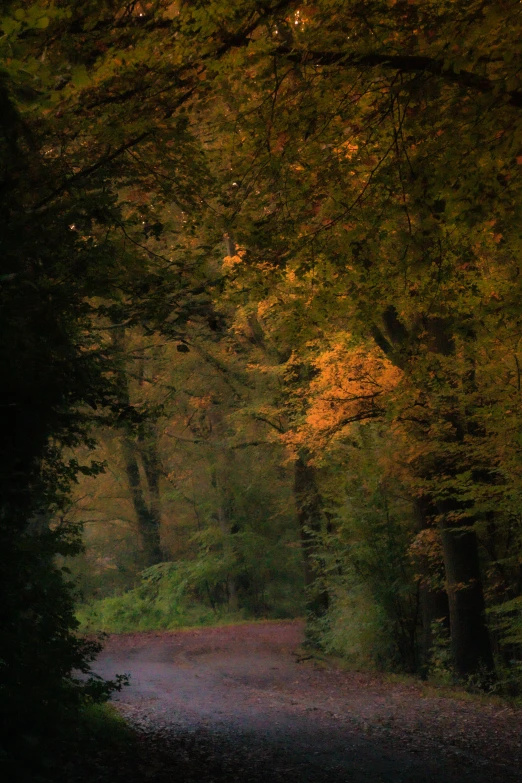 a path in the middle of the woods