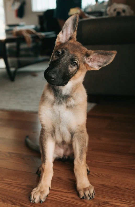 this is a dog sitting on the wooden floor