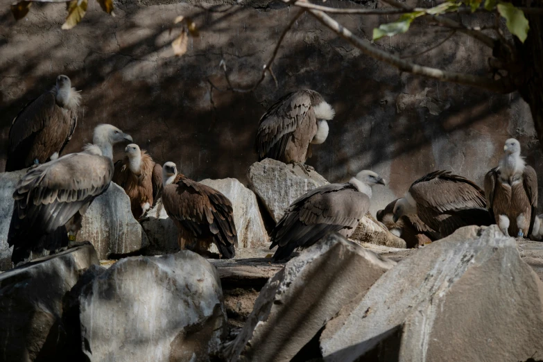 large vultures are on rocks by a stone wall