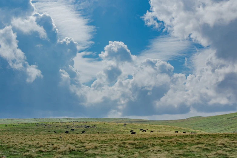 a field filled with animals next to a blue sky