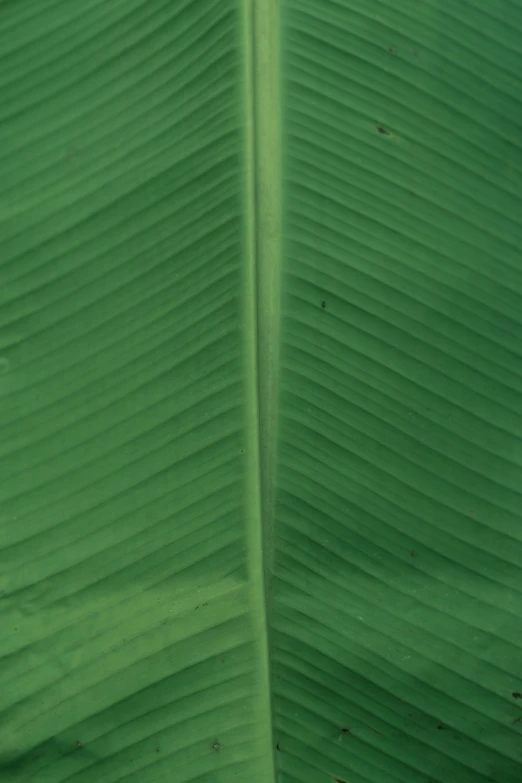 close up view of large green leaf with very thin edges