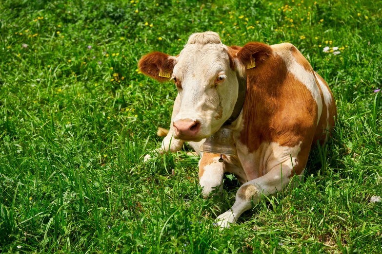 a small cow laying down on top of a green field