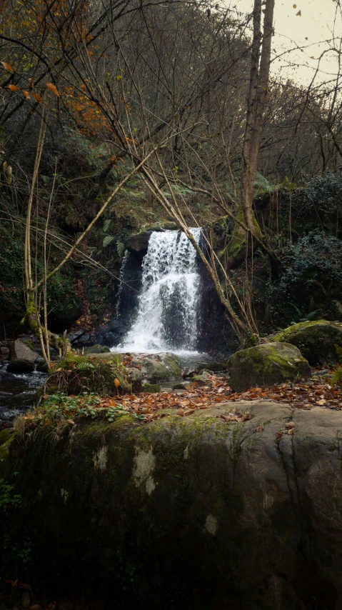 a group of trees next to a waterfall in the forest