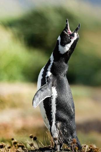 there is a black and white penguin standing on its hind legs