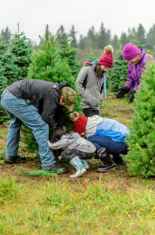 three people picking up some christmas trees