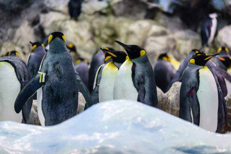 a group of penguins standing next to each other in front of a mountain