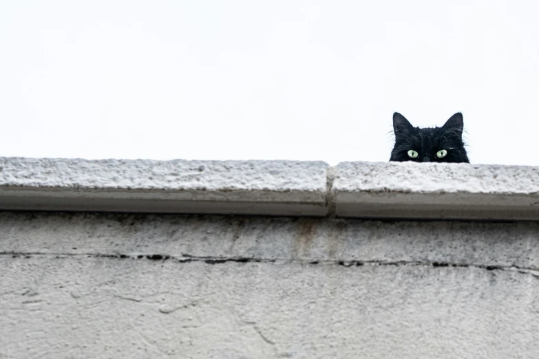 the cat is peeking over the ledge