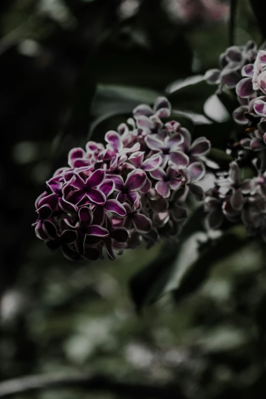 many purple flowers are blooming on a bush