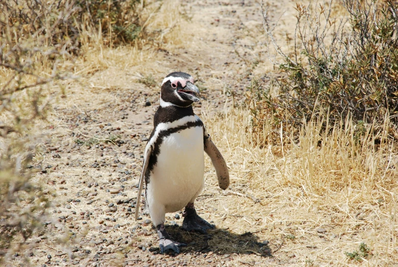 a penguin has it's head sticking out of its mouth in the dirt